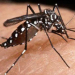 WHO recommends Cheminova product for Mosquito Control